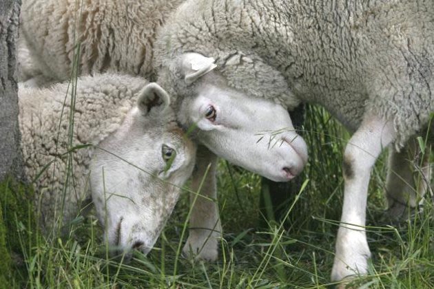 Sheep embryo