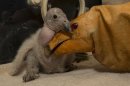 San Diego Zoo Welcomes Season's 1st Condor Chick