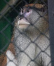 A Patas monkey looks out of his cage at Zoo Boise after his cage mate was severely injured and died in Boise, Idaho on Saturday, Nov. 17, 2012. Police are investing an early monring break-in at at the zoo. The injured monkey was found shortly after suspects were spotted and ran off. (AP Photo/The Idaho Statesman, Katherine Jones)