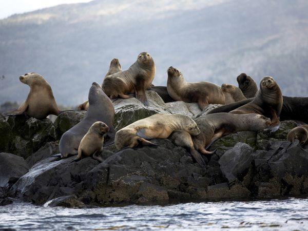 Sea Lions Patagonia