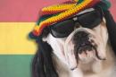 Study shows dogs love reggae, my dudes