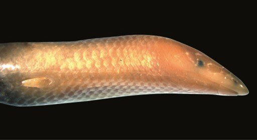 El Centro Nacional de Investigaciones Científicas (CNRS, por sus siglas en francés) ha anunciado el descubrimiento de esta nueva especie de lagarto subterráneo, bautizado 'Moby Dick' por su parecido con un cetáceo como el que hizo famoso Herman Melville. (Cnrs/AFP | )