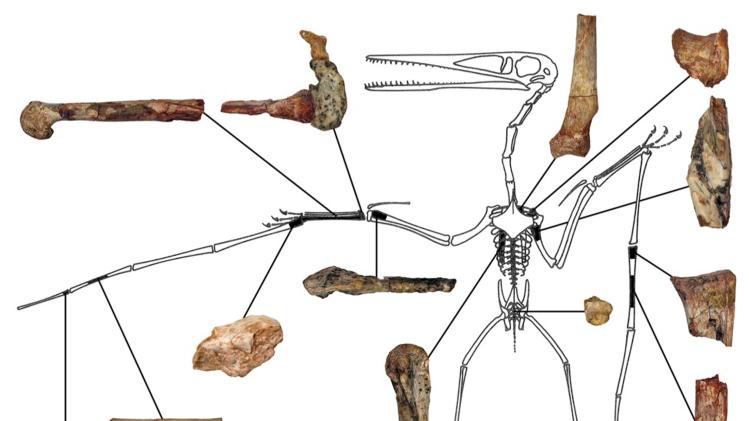 Illustration of fragmentary remains of Kryptodrakon progenitor found in China
