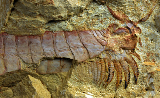 500-Million-Year-Old Sea Creature With Limbs Under Its Head Unearthed