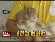 徐明賣巨兔 愛兔協會痛批