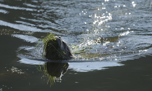 A river otter carries seaweed back to its nest Thursday, Jan. 3, 2013, in San Francisco. For the first time in decades, a river otter has made San Francisco its home, taking up residence in the ruins of the Sutro baths, a 19th century seaside pond facing the Pacific Ocean. (AP Photo/Ben Margot)