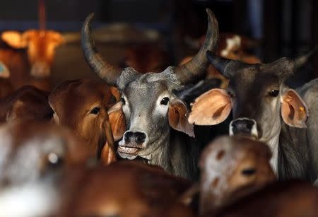 美网民评论:莫迪政府说将在印度努力推行屠牛