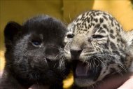 Un proyecto busca es conectar los bosques de los 18 países latinoamericanos donde habita el jaguar para que las poblaciones del felino entren en contacto, haya intercambio genético y se garantice así su salud, reproducción y supervivencia. EFE/Archivo