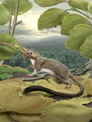 An artist's rendering of the hypothetical placental ancestor, a small, insect-eating animal with a long, furry tail. The research team reconstructed the anatomy of the animal by mapping traits onto the evolutionary tree most strongly supported