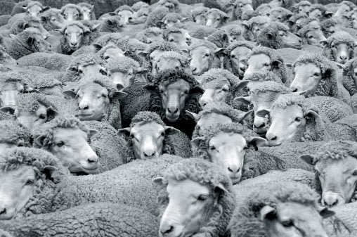 4. Thou Shalt not Follow Sheep