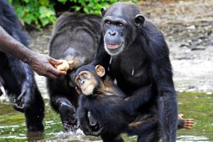 World-renowned chimpanzee expert Jane Goodall sent …
