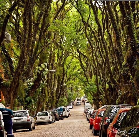Đi qua 'hầm cây' trên con đường đẹp nhất thế giới
