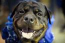 Prime, a Rottweiler who works as a service dog, is seen during the meet the breeds companion event to the Westminster Kennel Club Dog Show, Saturday, Feb. 11, 2017, in New York. (AP Photo/Mary Altaffer)