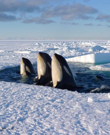In this image released by Discovery Channel, Orca whales are shown in a scene from Discovery Channel's documentary series "Frozen Planet," premiering March 18, 2012. The series will encompass seven episodes including a program on climate change hosted by David Attenborough. (AP Photo/Discovery Channel, Chadden Hunter)