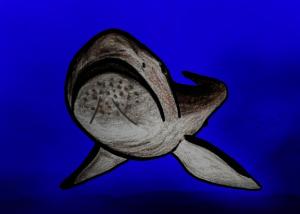 Extinct 'Megamouth' Shark Species Finally Identifi …