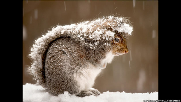 أروع صور الطبيعية من ناشونال جيوغرافيك لعام 2012 121221181331-squirrel-snow-storm-jpg_181940