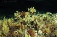 Las algas pardas del Mediterráneo están en declive porque se recuperan lentamente por la contaminación, según expertos