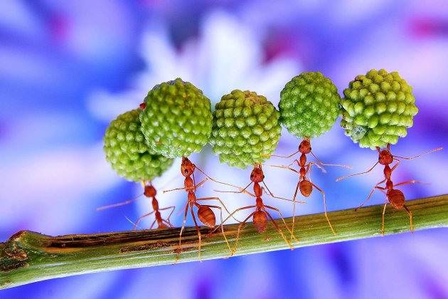 Buggy hell! These ants look like they need a change of career from worker ants to circus ants as they perform a series of daredevil tricks. The incredible stunts range from balancing giant seed pods f