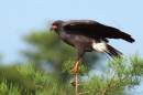 A Snail Kite, one of Florida's iconic breeding bird species, perches on a branch at J. W. Corbett Wildlife Management Area near West Palm Beach