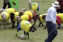 Shepherds herd their sheep, dressed in jerseys of Brazil's and Colombia's soccer team colors, during a sheep soccer match in Nobsa, Colombia, Sunday, June 1, 2014. The match was part of the International Poncho Day, celebrated every year in this region of central Colombian where local craftsmen make sheep wool ponchos using ancestral techniques. (AP Photo/Javier Galeano)