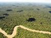 Αμαζόνιος: Το δάσος με τα 390 δισ. δέντρα