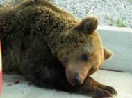 Θεσσαλονίκη: Νεκρή αρκούδα από πυροβολισμό
