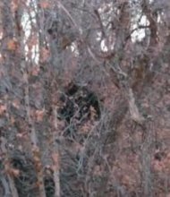 Bigfoot : Ces randonneurs ont filmé un animal qui ressemble étrangement à la créature // DR