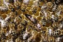 Commissione Ue propone restrizioni uso pesticidi che danneggiano api