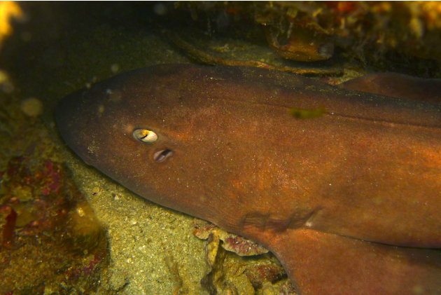 A nurse shark catches 40 winks under a rock. Nurse sharks nocturnal and only hunt prey after the sun has set.