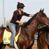 Exercise rider Jenn Patterson pats Kentucky Derby favorite Orb on the head before galloping on the track during morning workouts at Churchill Downs in Louisville