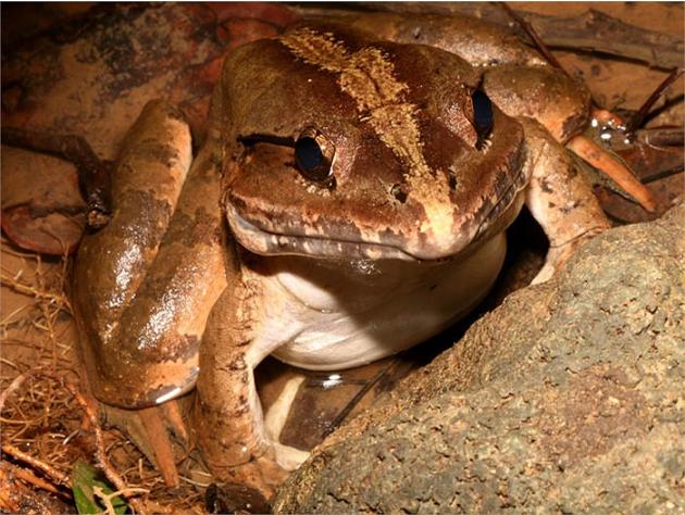 Kinh ngạc loài                                                   ếch khổng lồ, dài 1m,                                                   nặng 8kg