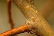 Scale insects on a branch