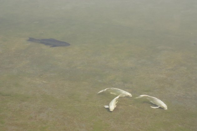 Trong khuôn viên chùa Trắng còn được xây dựng một hồ nước lớn. Tại đây, khách du lịch sẽ thấy rất kỳ thú khi ngắm nhìn những chú cá màu trắng tung tăng bơi lội. Hồ nước được xây dựng với mục đích biểu