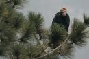 FILE - In this July 10, 2008, file photo, a California Condor is perched atop a pine tree in the Los Padres National Forest east of Big Sur, California. Two endangered female California condors have been transferred from the U.S. to Mexico City's Chapultepec Zoo, Nov. 10, 2014, for a new breeding-in-captivity program. A U.S. Embassy statement says the zoo will begin raising the birds for eventual release into the wild. The goal is for Mexico to take over all aspects of breeding and reintroduction in the country. (AP Photo/Marcio Jose Sanchez, File)
