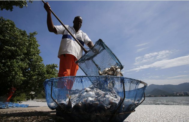 A municipal worker collects dead fish at the Rodrigo de Freitas lagoon in Rio de Janeiro