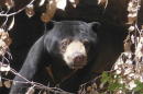 Reid Park Zoo photo of Malayan sun bear named Dresena
