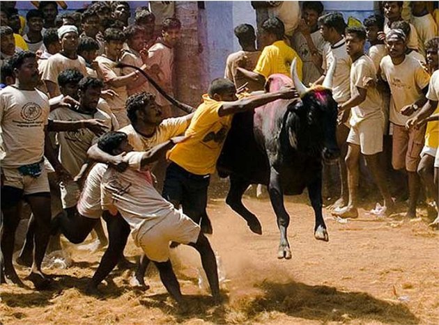 Kinh hoàng cảnh tượng người đấu với bò ở Ấn Độ