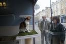 Pedestrians look at a cat in a window at the Lady Dinah's Cat Emporium in London