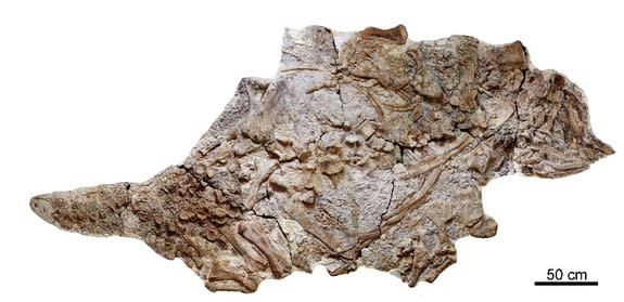 china-ankylosaur.jpg1407943696