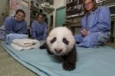 Photos: San Diego's full-bellied panda cub close to walking