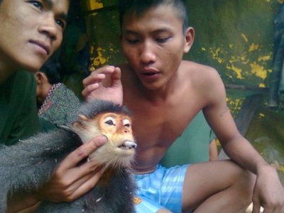 Hung thủ giết khỉ man rợ đã bị vạch mặt Vooc