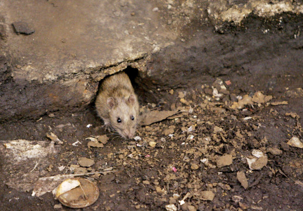 Rat tales abound in NYC after Superstorm Sandy