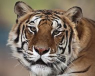 This image provided by Bill Dow shows a tiger formerly owned by Michael Jackson,named Thriller, shown in California. Thriller, the tiger that belonged to Michael Jackson when the entertainer lived at Neverland, died of lung cancer at Tippi Hedren's wildlife preserve near Los Angeles on June 11, 2012. (AP Photo/Bill Dow) MANDATORY CREDIT
