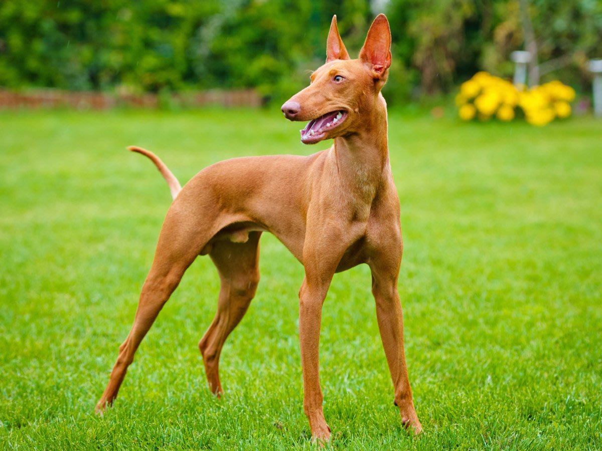 American Kennel Club recognizes American hairless terrier 