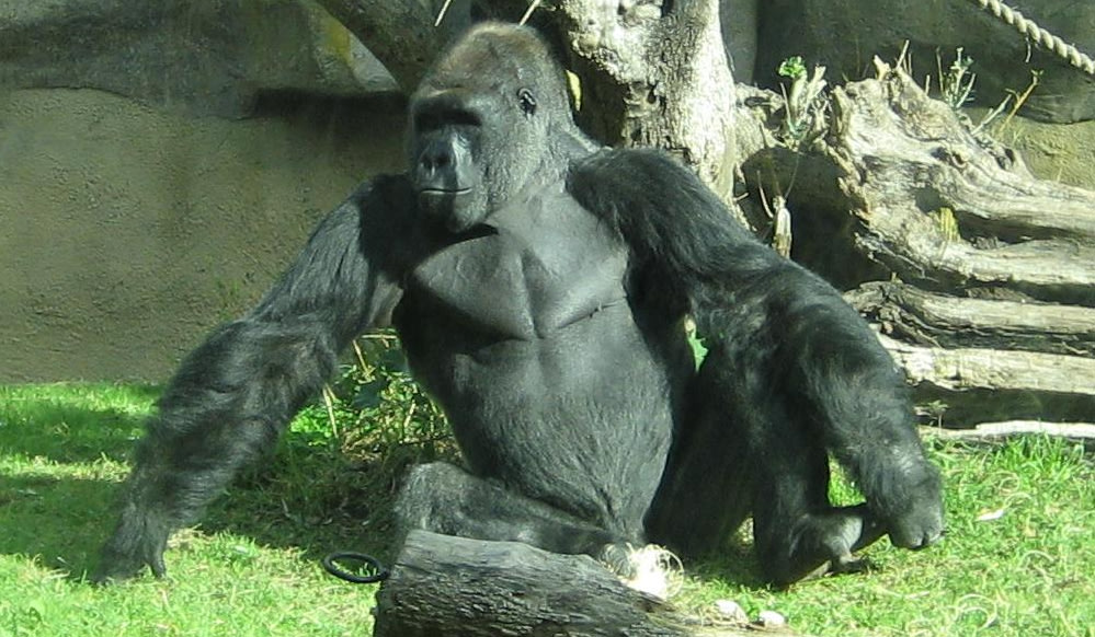 gorilla penis legnth