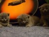 VIDEO: Υπνωτίζοντας τις γάτες
