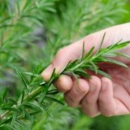 Aroma Rosemary Meningkatkan Kemampuan Otak