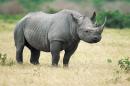 Texas Hunting Club Auctioning off Permit to Hunt Endangered Rhino