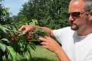 In this June 28, 2013, photo Patrick McGuire of Atwood, Mich., examines sweet cherries growing in his orchard. McGuire says a labor shortage caused by the immigration controversy is making it difficult for him and other Michigan fruit growers to harvest their crops. (AP Photo/John Flesher)