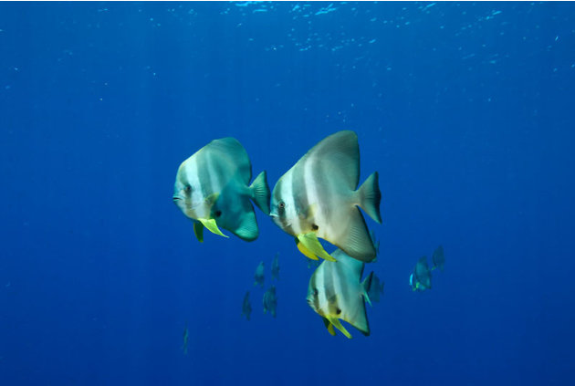 Batfishes in the blue (Platax teira), New Britain, Papua New Guinea. Copyright:              © Jurgen Freund / WWF-Canon